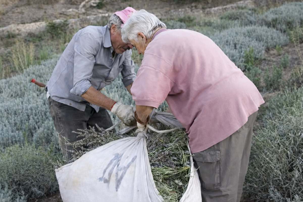 pietrabruna paese della lavanda